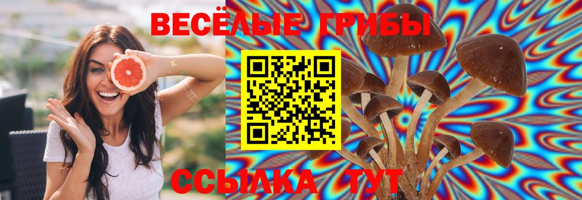 Хабаровск  продажа наркотиков  Вход с VPN  Галлюциногенные грибы прущие грибы  Псилоцибиновые грибы Psilocybine cubensis 